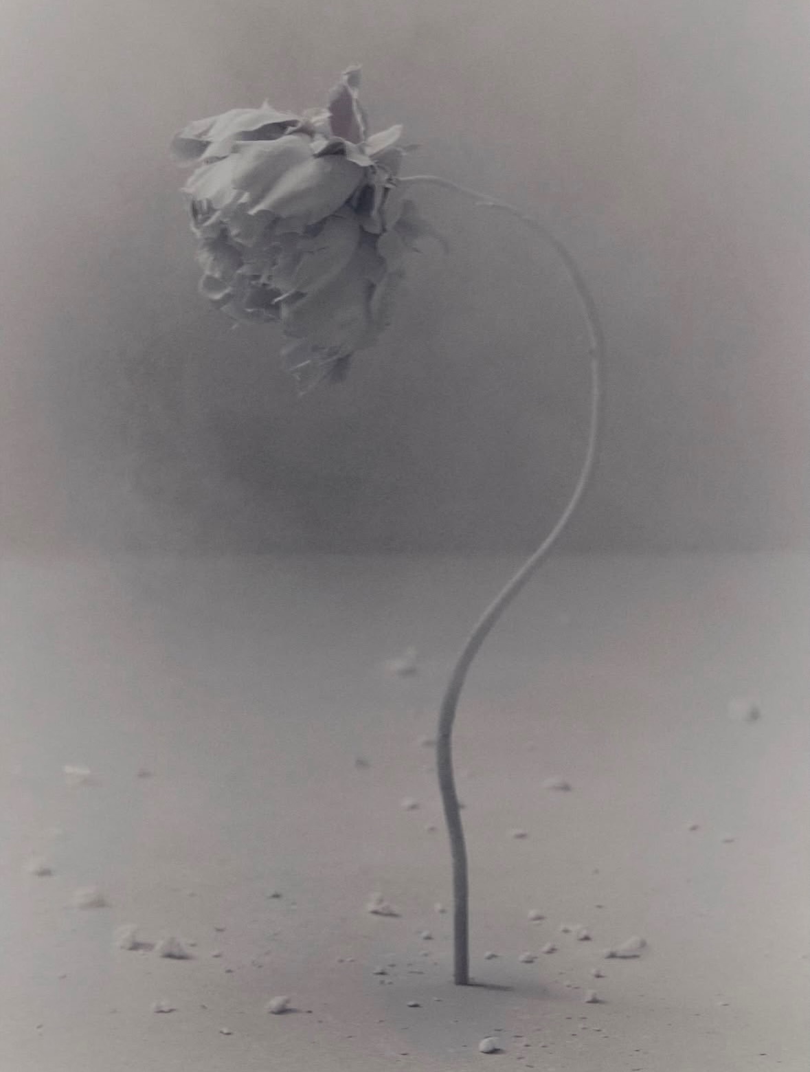 Winds of Change captured in a moment of quiet power and elegance

•••
#repost

@danieltarcher @magazine - ‘Wind of Change’

Photographer: @danieltarcher #danielarcher

Model: rosaliekefuchs
Stylist: @gro.curtis.studio
Make Up: @laurenfreynolds Hair: @stelioschondroshair
Manicurist: @sabrinagayle_
Casting: @shaunbeyen
Set Design: @_tobias_b
Production: @_the.curated
Production manager: @katiebellaholmes