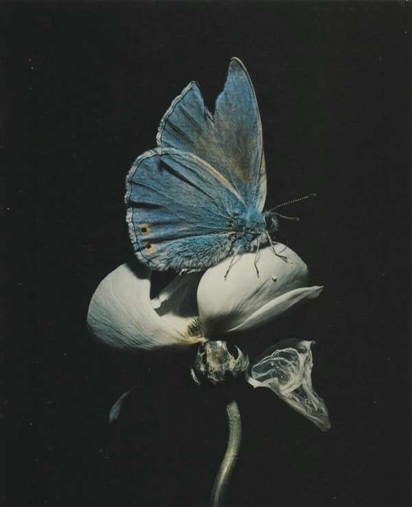 Glamour as metamorphosis, beauty as observa...