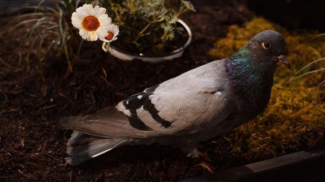 Alla Carta |  Jun. 21