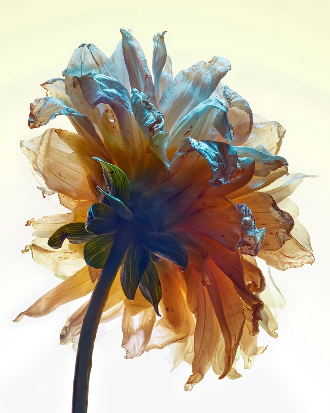 Jean-Baptiste Degez Dec. 25