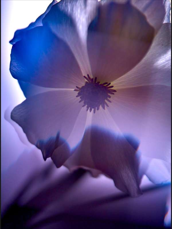 Jill Greenberg