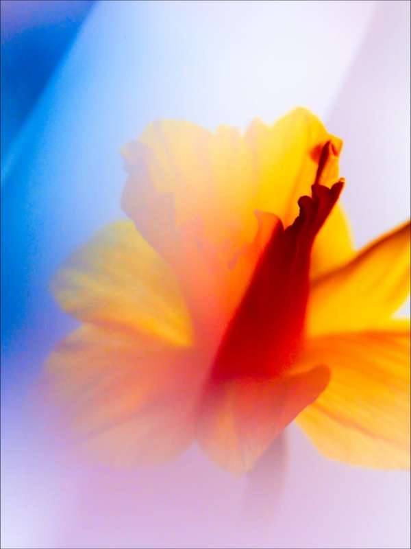 Jill Greenberg