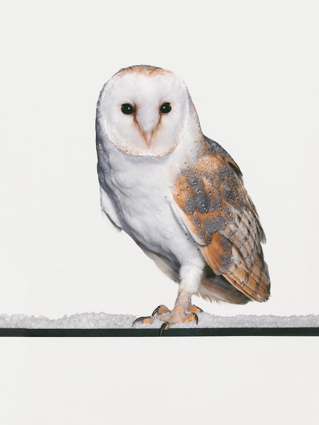 CHANEL END OF YEAR 2025 @chanelofficial
•
Photographer @timelkaim #artistconsultation @ms_cha_cha 
Stylist @katieburnett__ @artandcommerce
Makeup Artist @christinecorbel @maworldgroup
Hair Stylist @benjaminmullerhair @maworldgroup
Manicurist @forget.laura @artlistparisnewyork 
Talent @mona_tougaard @elitemodelworld @rebeccalongendyke @women_paris
Set Designer @jabezbartlett @streetersagency
Production @jnproductionglobal
•
Merci #MarianneEtchebarne @vincentfichard @mrpabone @sofyntj @victorsoulezlariviere @lysaelia #CharlotteCottard #ClaraJouvenot #MarineBergeHohweiler #JulieRambaud @leah.yrd @elise.rajot #ThomasDherte
•
#CHANELHoliday #CHANELFineJewelry #jnproduction #jnproductionparis