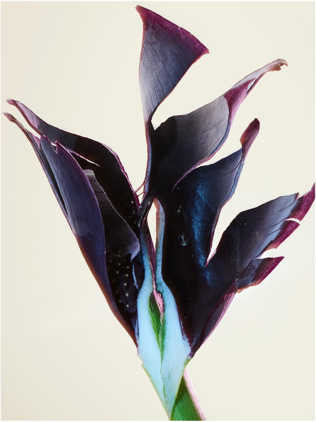 Florian Joye Apr. 26