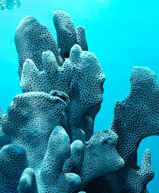 Chantecaille |  Jun. 22