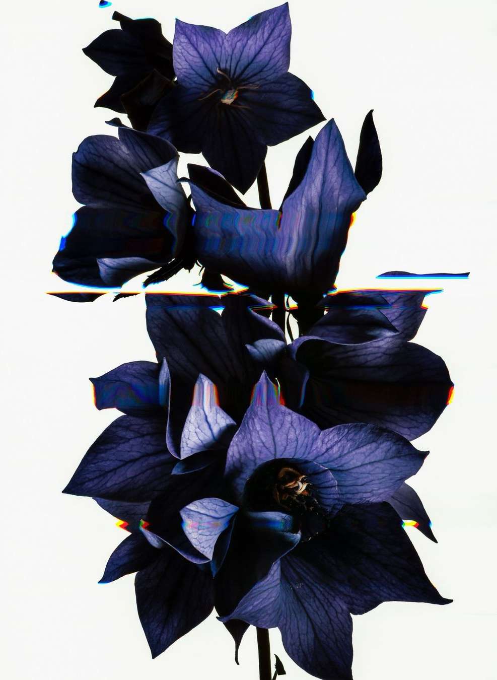 Kenta Umemoto