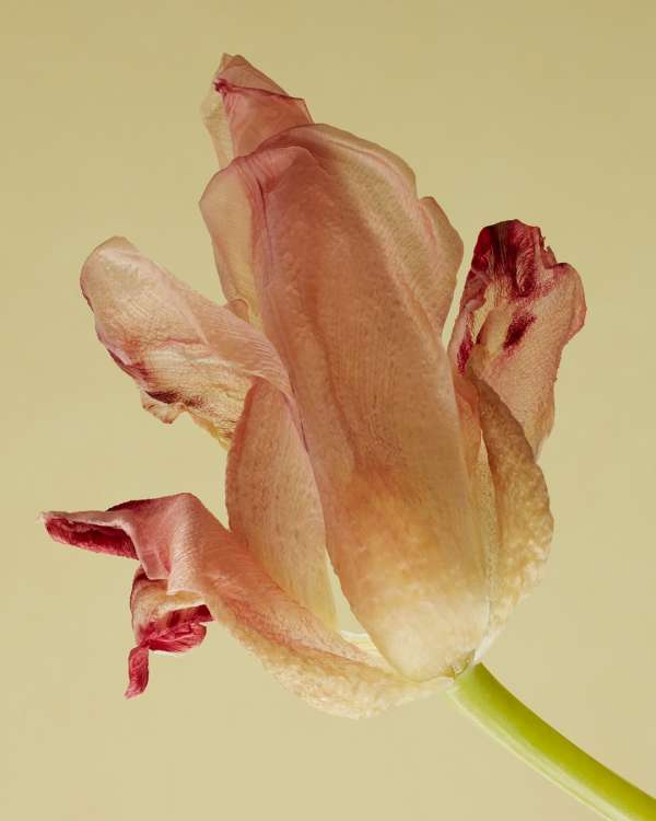 Vincent Gapaillard