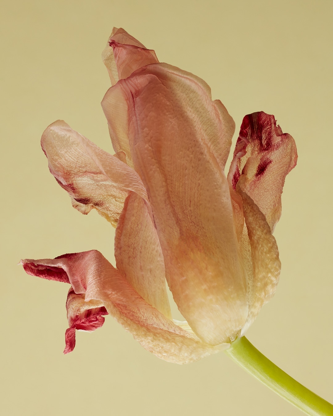 Vincent Gapaillard