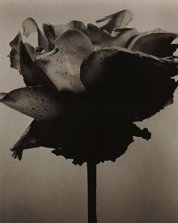 Martin Vallin