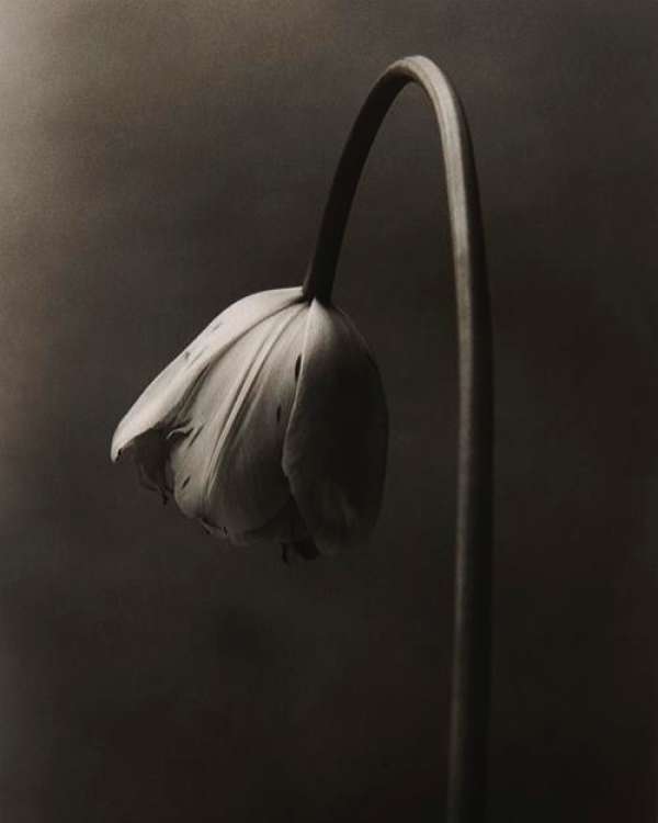 Martin Vallin