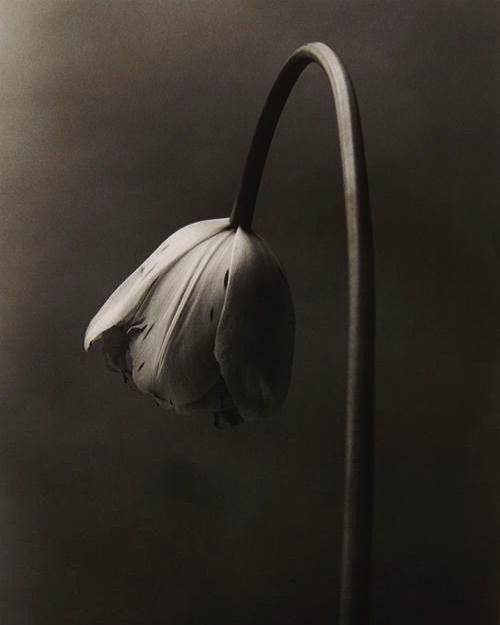 Martin Vallin
