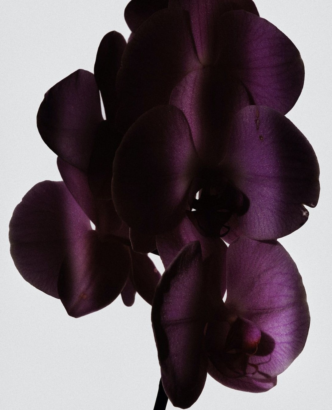 Martin Vallin X Flowergun May. 26