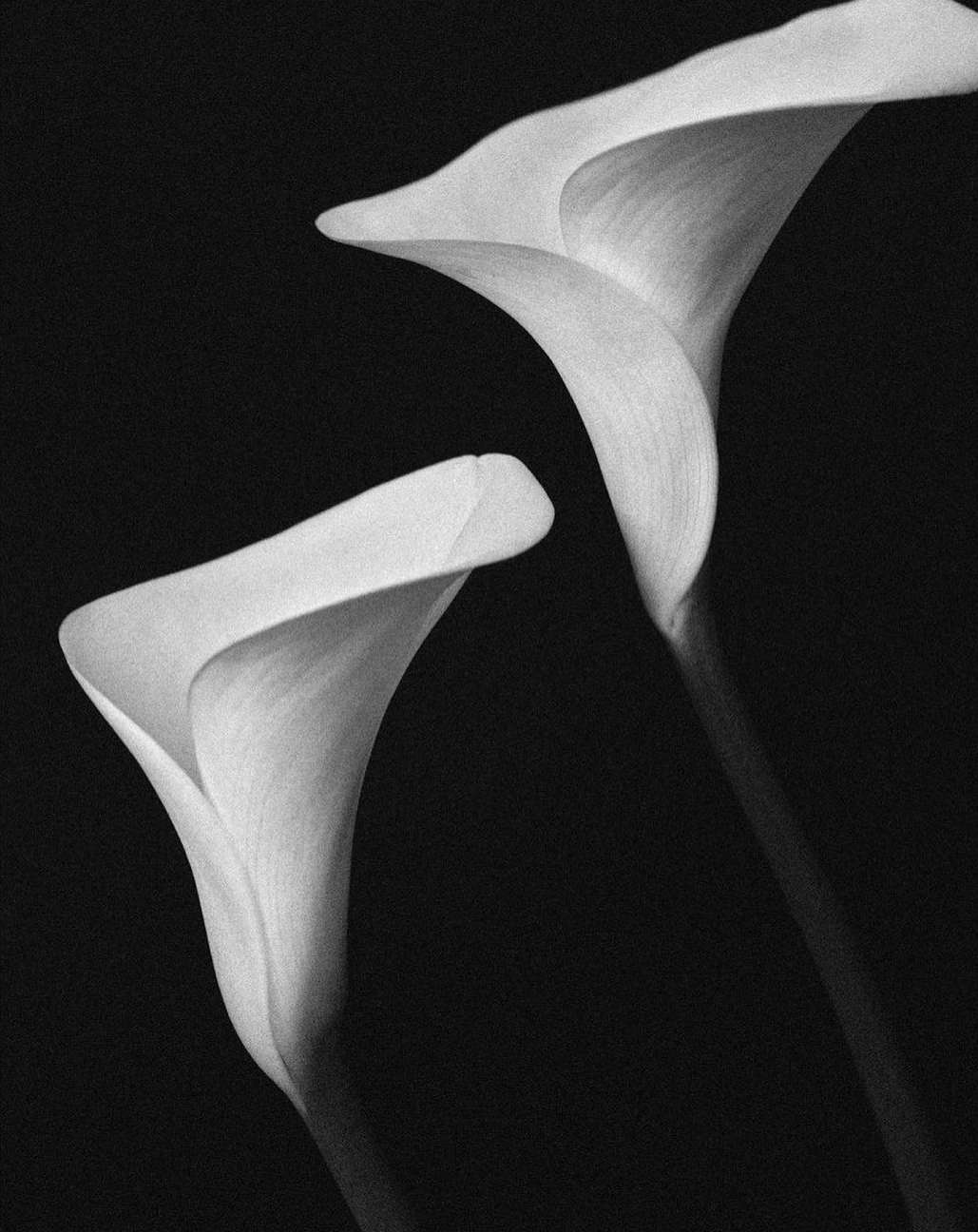 Libraryman |  Nov. 23