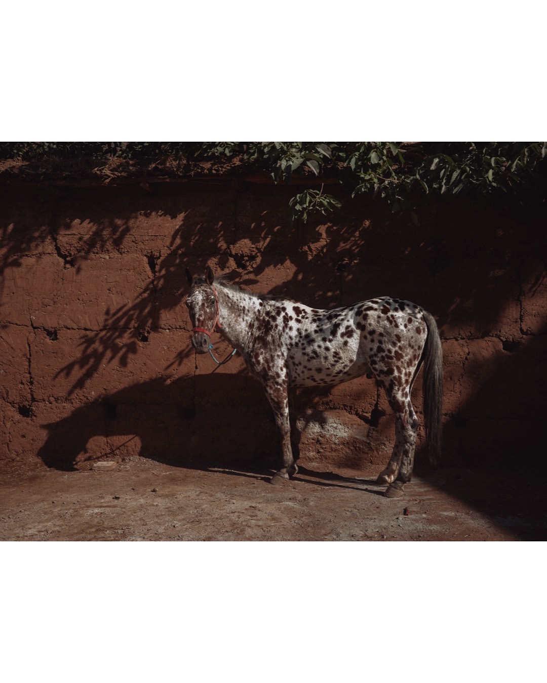 Finn Beales (@finn) photographs his travels through the Atlas Mountains in Morocco.
⠀⠀⠀⠀⠀⠀⠀⠀⠀
In his own words, Finn reflects on the experience, the days spent astride a powerful Arabian-Berber stallion, tracing centuries-old paths and navigating the mountain’s shifting terrain.
⠀⠀⠀⠀⠀⠀⠀⠀⠀
“It is a world of vivid colour, warm smiles, and unbroken rhythm. It is travel in its purest form, and feels far removed from the curated ‘wild’ aesthetic so often commoditised and sold back to us. This is truly wild — raw, humbling, and profoundly life-affirming.”
—Finn Beales
⠀⠀⠀⠀⠀⠀⠀⠀⠀
#FinnBeales #Photographer #Morocco #AtlasMountains