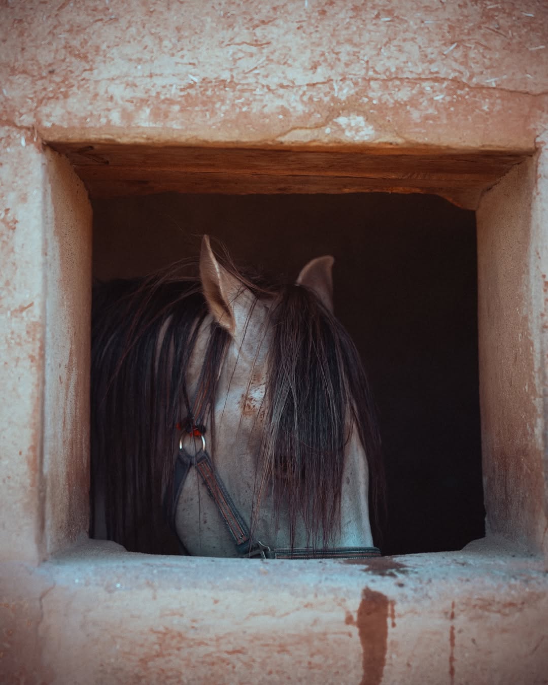 Finn Beales (@finn) photographs his travels through the Atlas Mountains in Morocco.
⠀⠀⠀⠀⠀⠀⠀⠀⠀
In his own words, Finn reflects on the experience, the days spent astride a powerful Arabian-Berber stallion, tracing centuries-old paths and navigating the mountain’s shifting terrain.
⠀⠀⠀⠀⠀⠀⠀⠀⠀
“It is a world of vivid colour, warm smiles, and unbroken rhythm. It is travel in its purest form, and feels far removed from the curated ‘wild’ aesthetic so often commoditised and sold back to us. This is truly wild — raw, humbling, and profoundly life-affirming.”
—Finn Beales
⠀⠀⠀⠀⠀⠀⠀⠀⠀
#FinnBeales #Photographer #Morocco #AtlasMountains