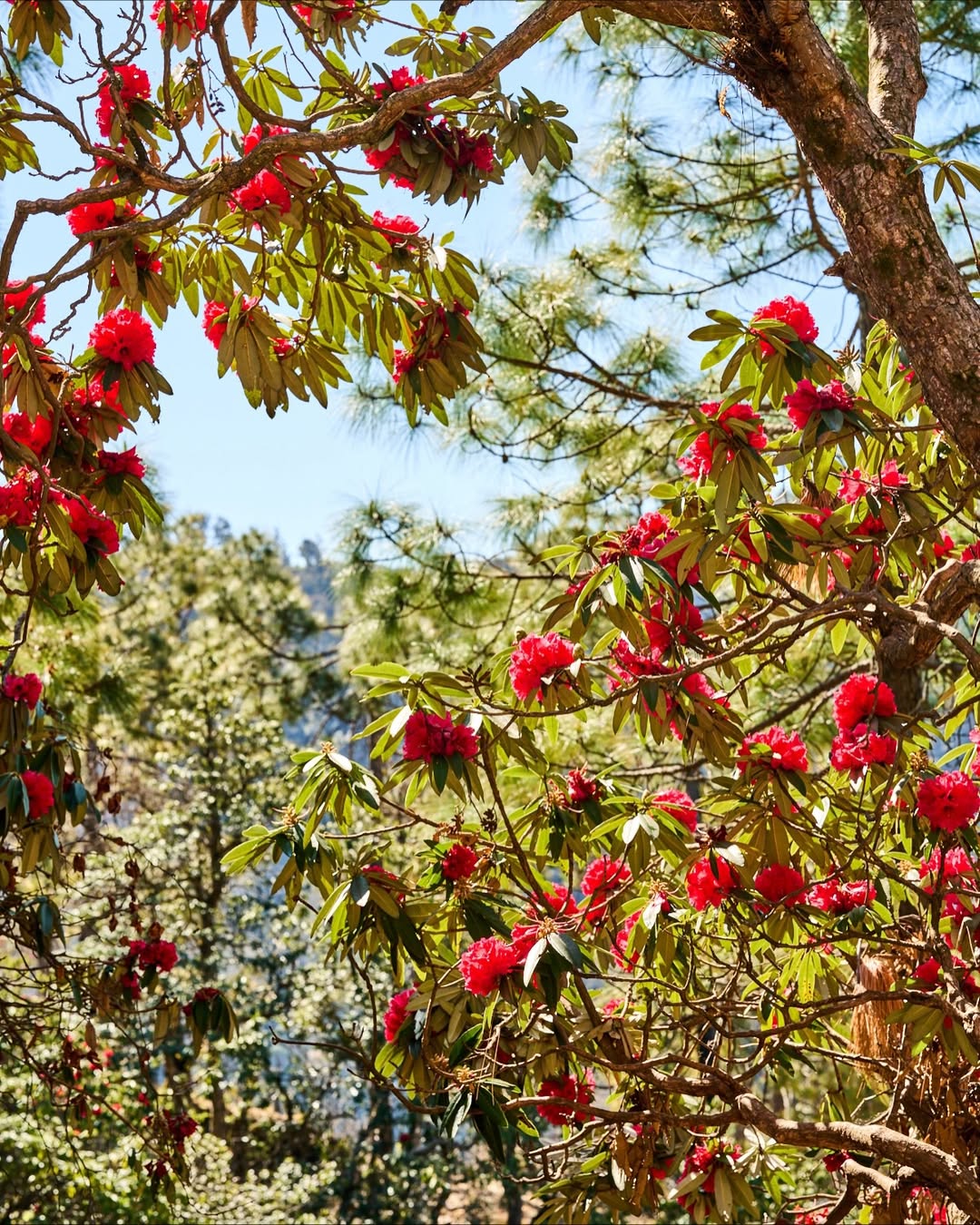 Gentl and Hyers (@gentlandhyers) photograph the cover story for @yolojournal, documenting their time in Kumaon and their stay across two Shakti properties, Panchachuli and Prana. In the Fall Issue No. 20, Andrea Gentl (@andreagentl) contributes a beautifully written reflection on their travels, capturing the rhythm of daily life and the experience of moving through the region.
⠀⠀⠀⠀⠀⠀⠀⠀⠀
#GentlandHyers #YoloJournal #LairdandGoodCompany