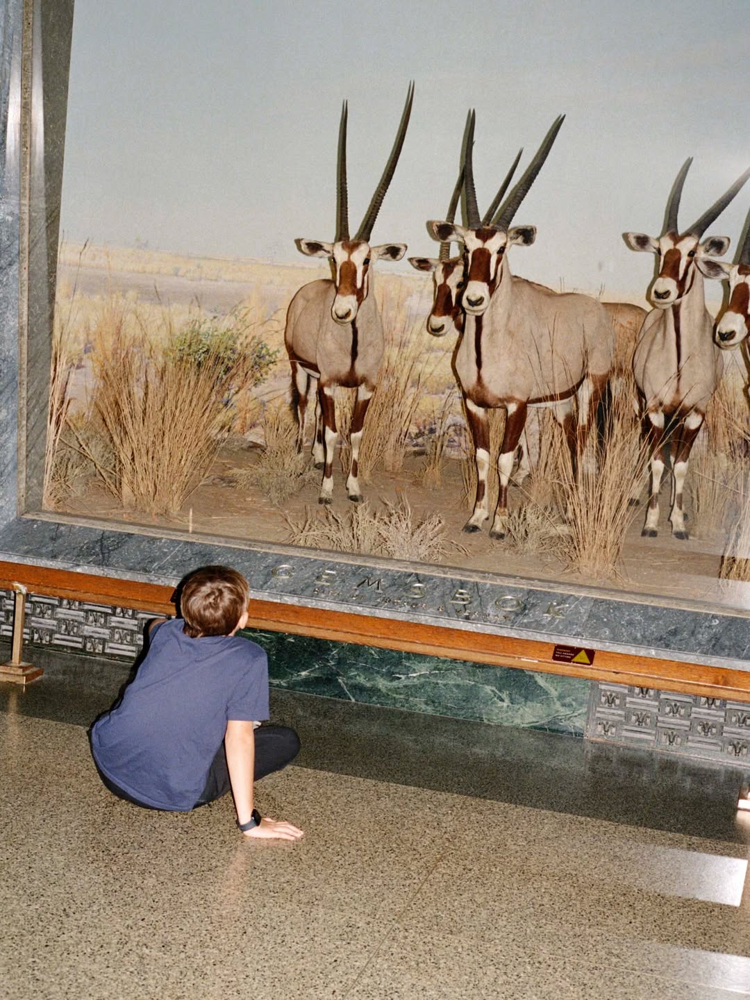 Lucia Bell-Epstein (@luuuuush) directs and photographs for The New York Times’ “A Night at the Museum” story, documenting the revival of the American Museum of Natural History’s (@amnh) beloved sleepover program after a five-year hiatus.
⠀⠀⠀⠀⠀⠀⠀⠀⠀
DP @andrewlprice 
Assist @xander.rapparport
⠀⠀⠀⠀⠀⠀⠀⠀⠀
#LuciaBellEpstein #Director #Photographer #NewYorkTimes #AmericanMuseumofNaturalHistory