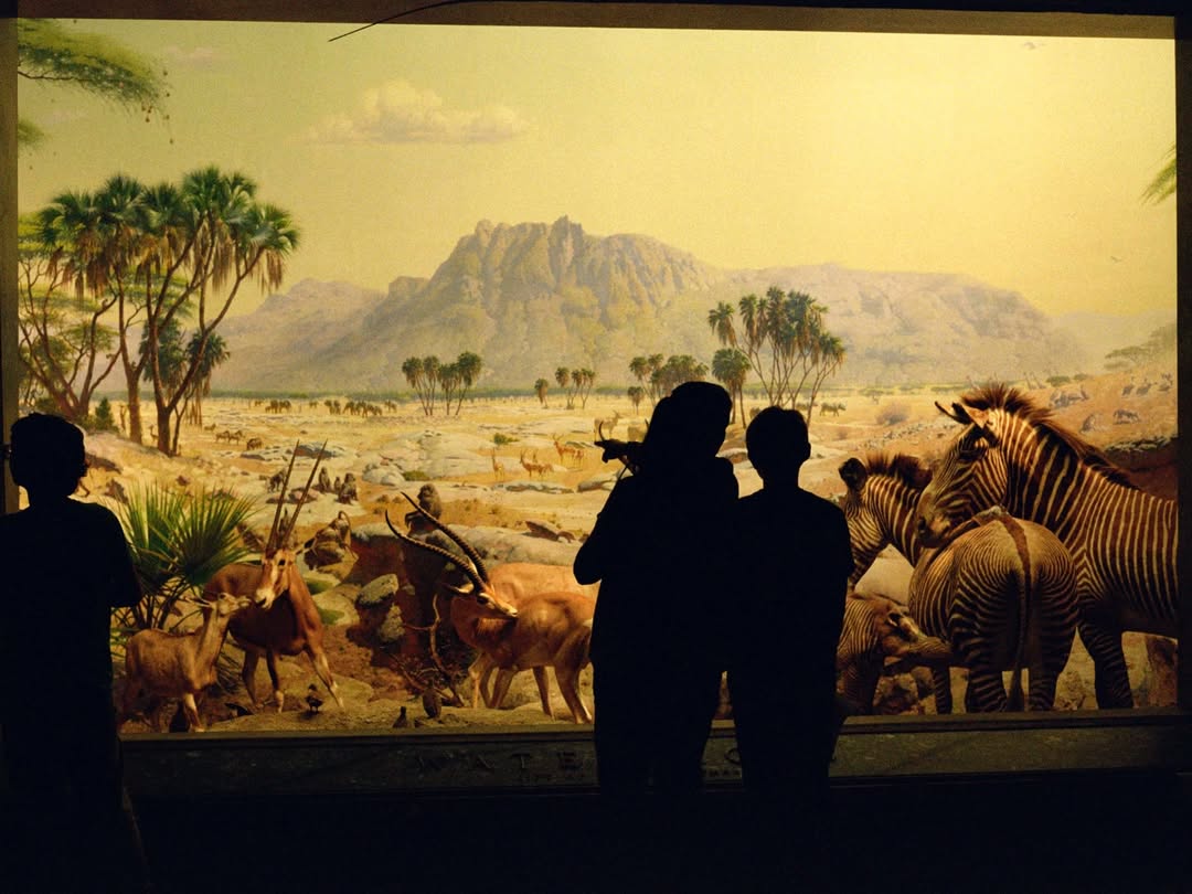 Lucia Bell-Epstein (@luuuuush) directs and photographs for The New York Times’ “A Night at the Museum” story, documenting the revival of the American Museum of Natural History’s (@amnh) beloved sleepover program after a five-year hiatus.
⠀⠀⠀⠀⠀⠀⠀⠀⠀
DP @andrewlprice 
Assist @xander.rapparport
⠀⠀⠀⠀⠀⠀⠀⠀⠀
#LuciaBellEpstein #Director #Photographer #NewYorkTimes #AmericanMuseumofNaturalHistory