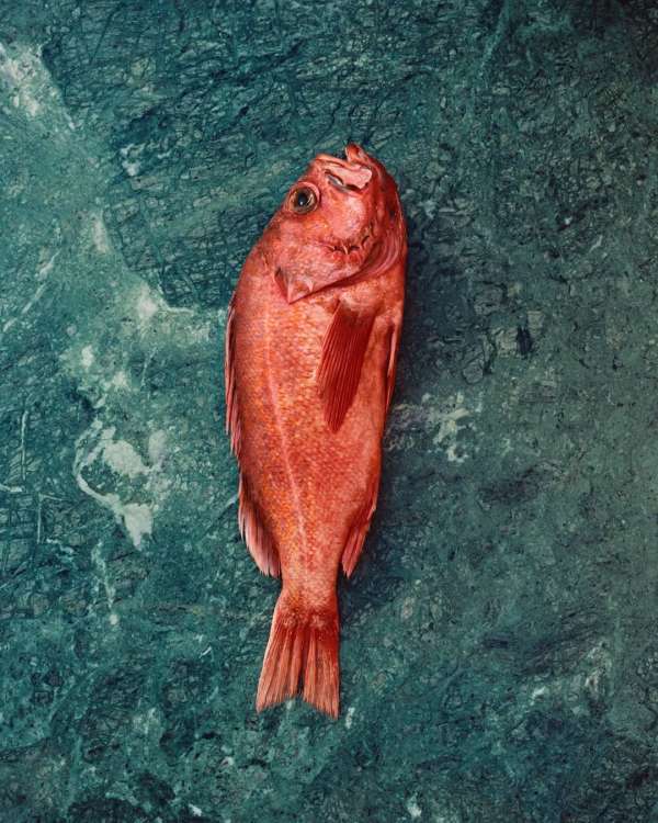 Lucia Bell-Epstein (@luuuuush) photographs ...