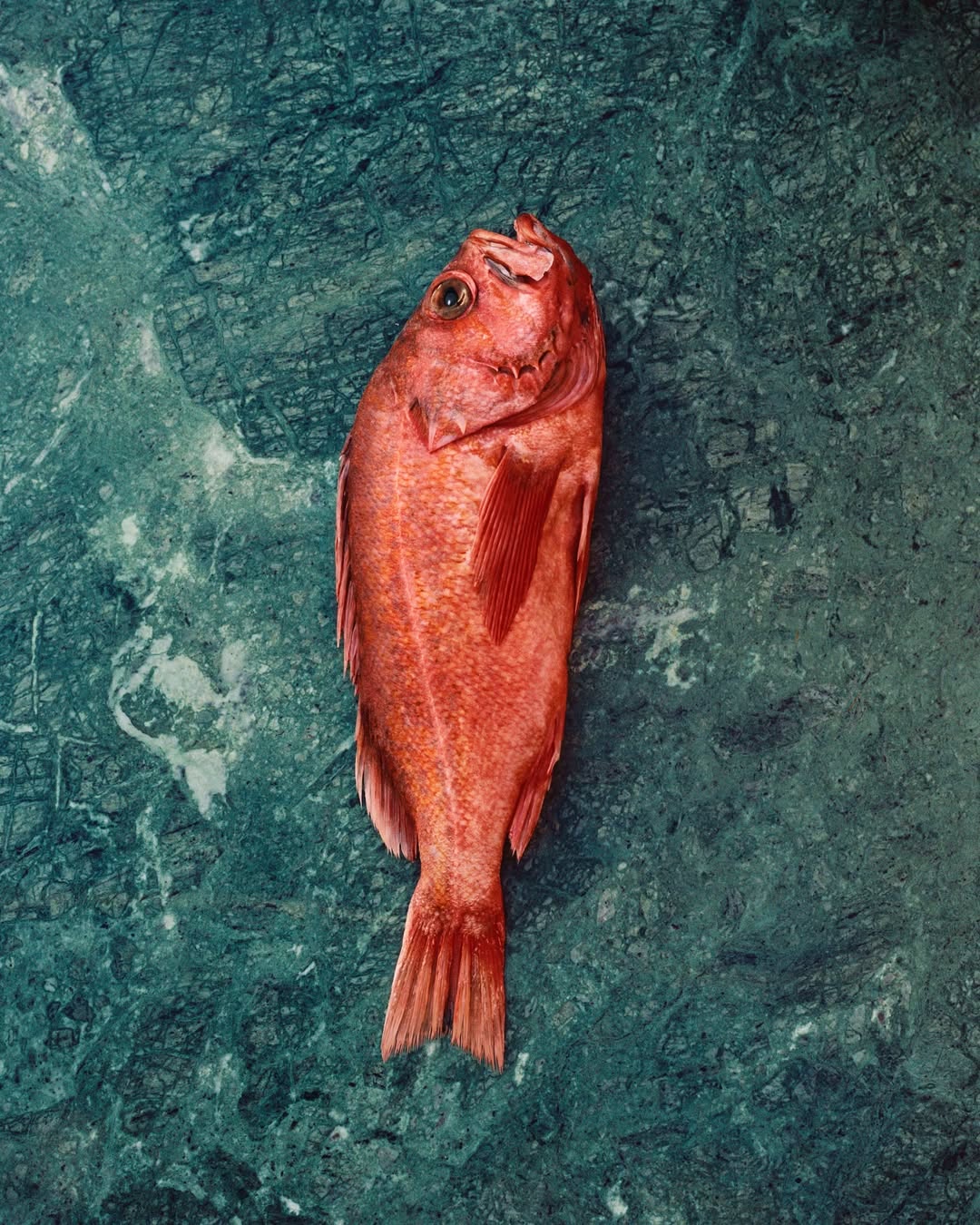 Lucia Bell-Epstein (@luuuuush) photographs & Sophia Eleni Pappas (@sophiaelenipappas) prop styles for @seremonifish. Food styling by @mpearljones.
⠀⠀⠀⠀⠀⠀⠀⠀⠀
Production by @lairdandgoodcompany 
⠀⠀⠀⠀⠀⠀⠀⠀⠀
#LuciaBellEpstein #Photographer #SophiaEleniPappas #PropStylist #Seremoni