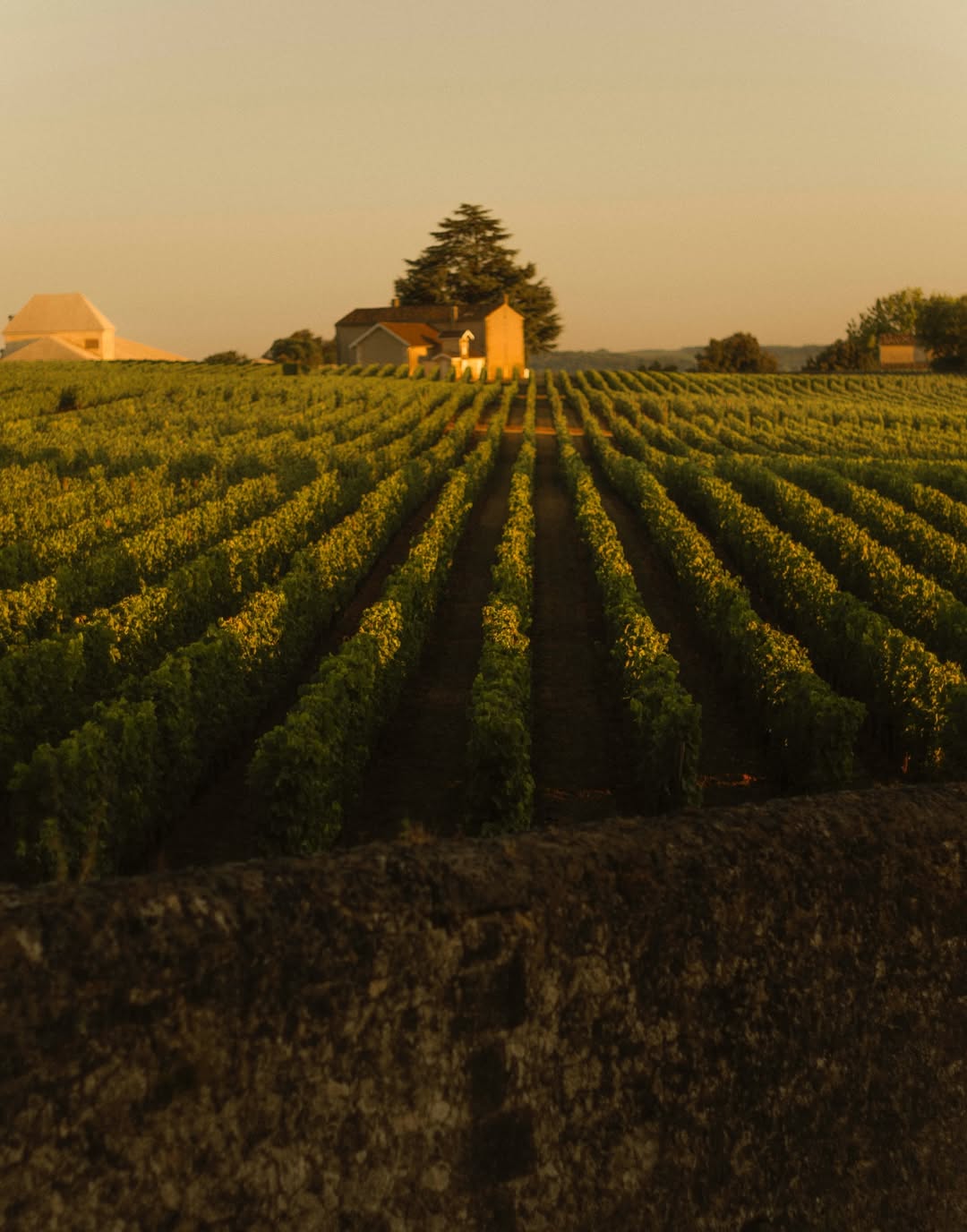 Maureen M. Evans (@maureenme) photographs two of France’s most storied wine estates: Château Rauzan-Ségla in Margaux and Château Canon in Saint-Émilion for @family_style.
⠀⠀⠀⠀⠀⠀⠀⠀⠀
Story by @monicamendi
⠀⠀⠀⠀⠀⠀⠀⠀⠀
#MaureenMEvans #Photographer #FamilyStyle