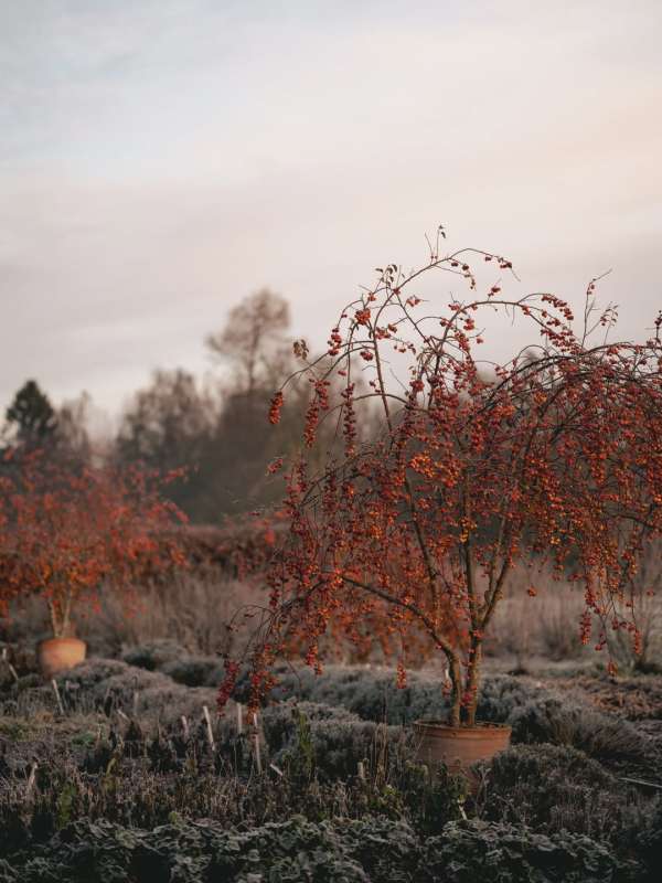 Finn Beales (@finn) photographs @thyme.engl...