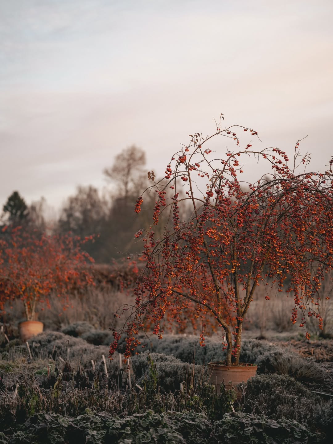 Finn Beales (@finn) photographs @thyme.england in the Cotswolds for @obsmagazine.
⠀⠀⠀⠀⠀⠀⠀⠀⠀
#FinnBeales #Photographer #TheObserver #Thyme