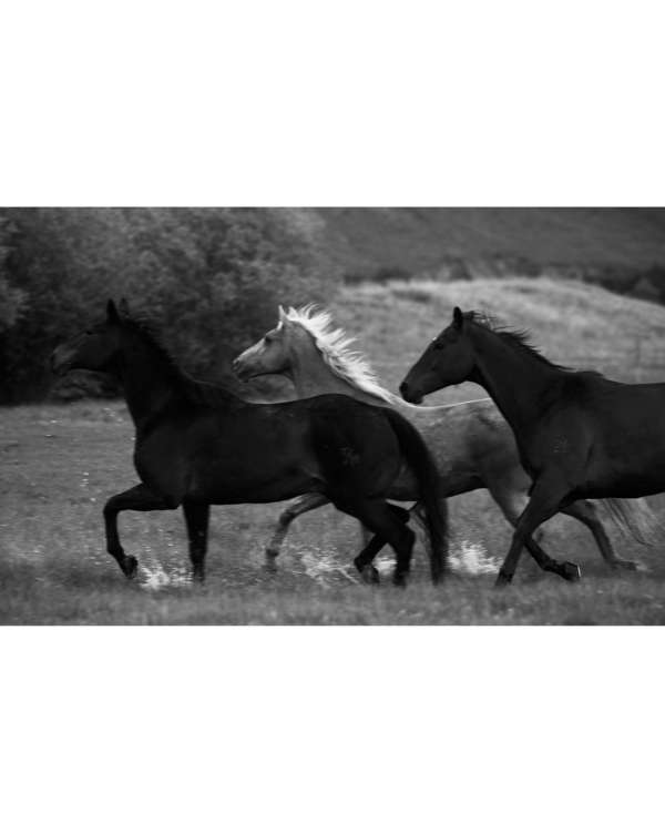 As we welcome the Year of the Horse, we’re ...