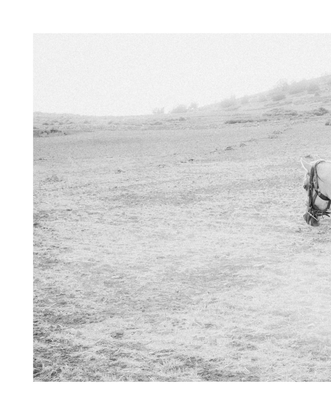 As we welcome the Year of the Horse, we’re shari...