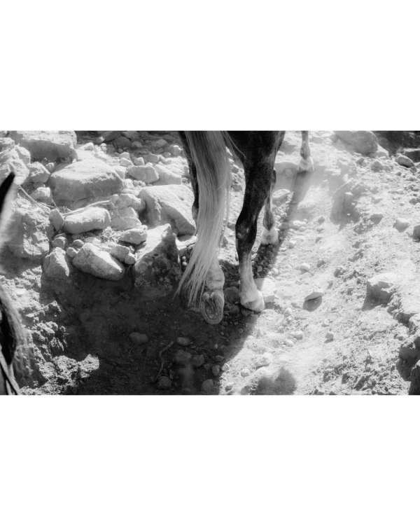 As we welcome the Year of the Horse, we’re ...