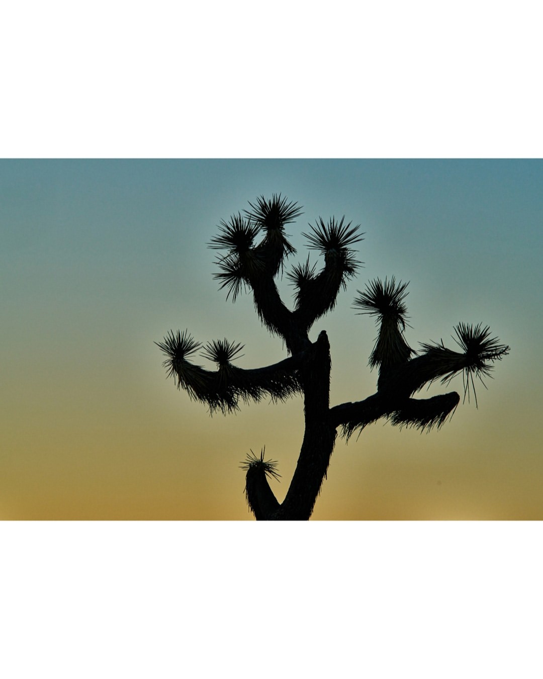Gentl and Hyers (@gentlandhyers) photograph the debut cookbook, La Copine: New California Cooking from an Oasis in the Desert, by @lacopinekitchen.

#Gentlandhyers #LaCopineCookbook #Photography #AndreaGentl #MartinHyers