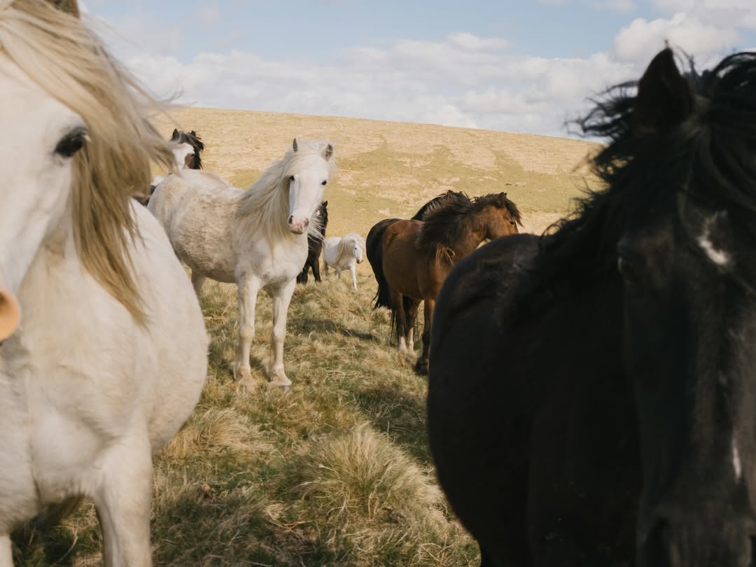 Finn Beales (@finn) photographs for @rewildingb ac...