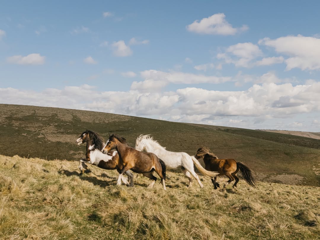 Finn Beales (@finn) photographs for @rewildingb ac...