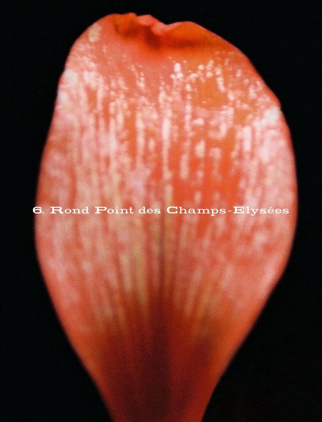 Laura Marie Cieplik X Carven