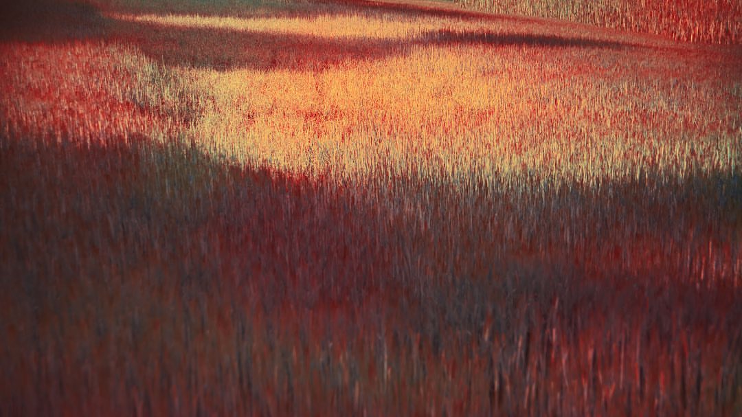 The Macallan |  May. 23