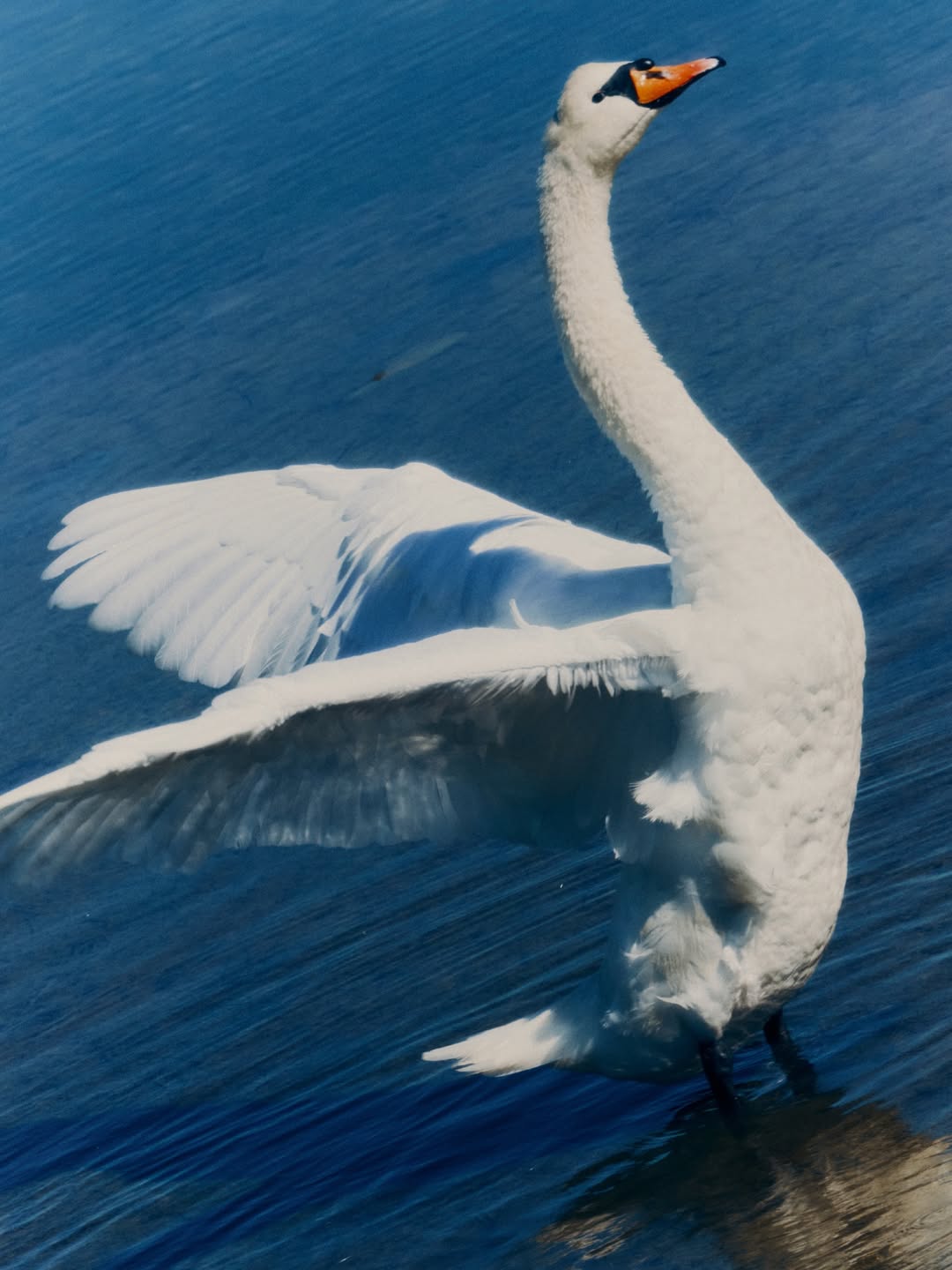 Maximilian Virgili X Abercrombie & Kent