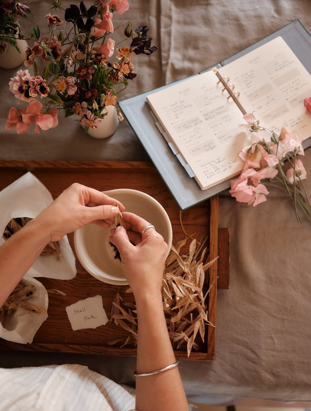 Liz Seabrook X Alma | Proust