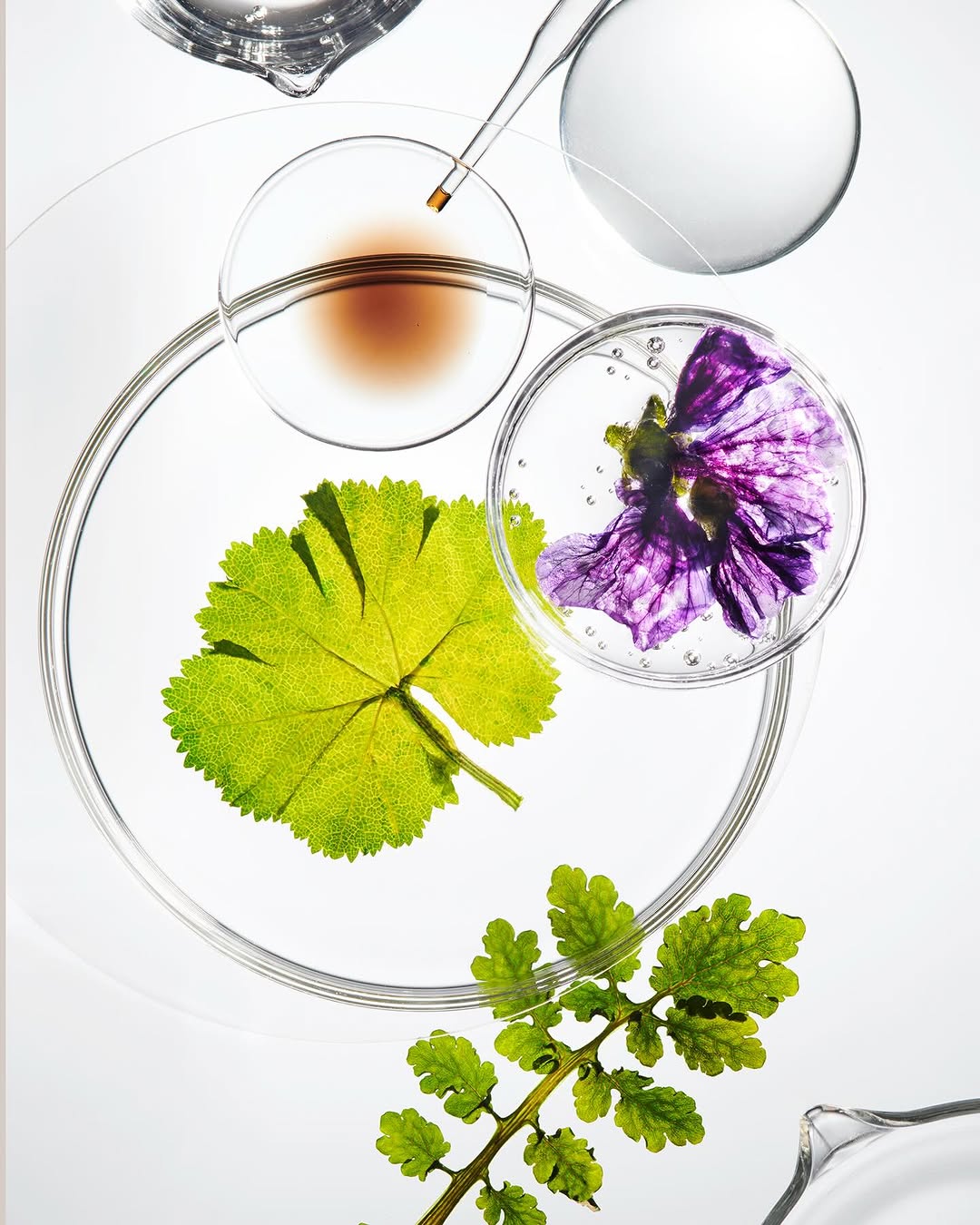 Stephan Abry X weleda