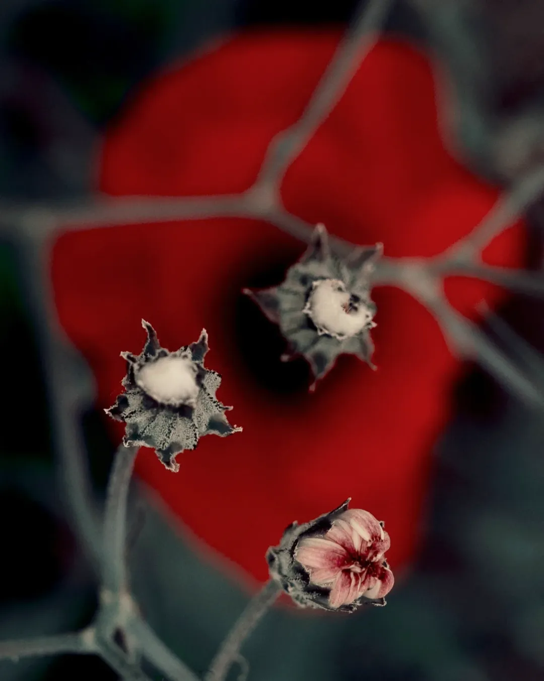 Lydia Roberts Jan. 26