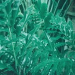 Mährlein von Perfall