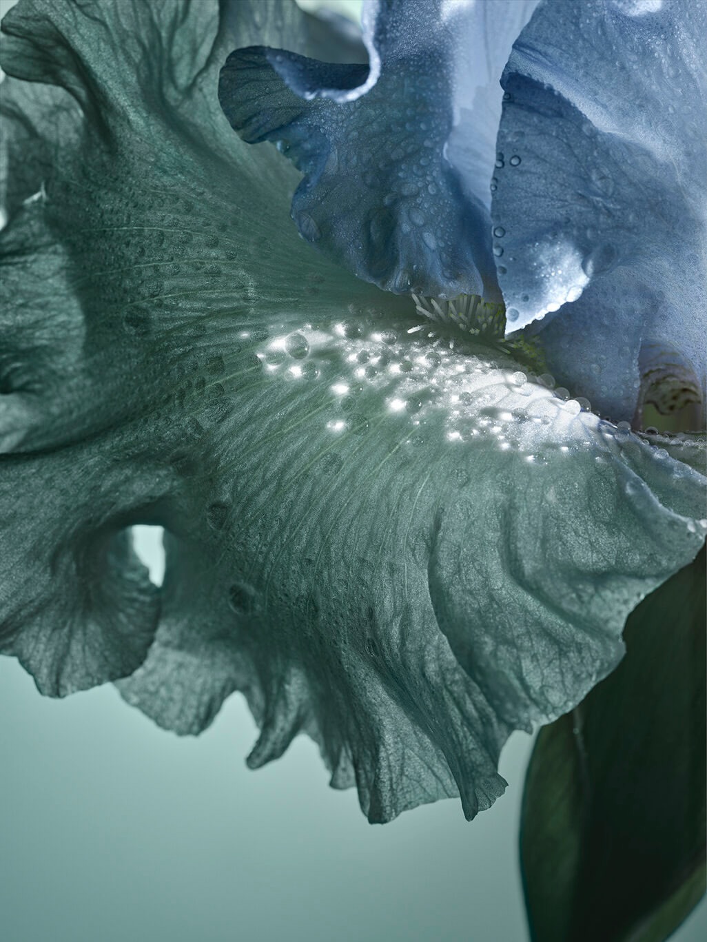 Laboratoires Botanique Avancée |  Dec. 25