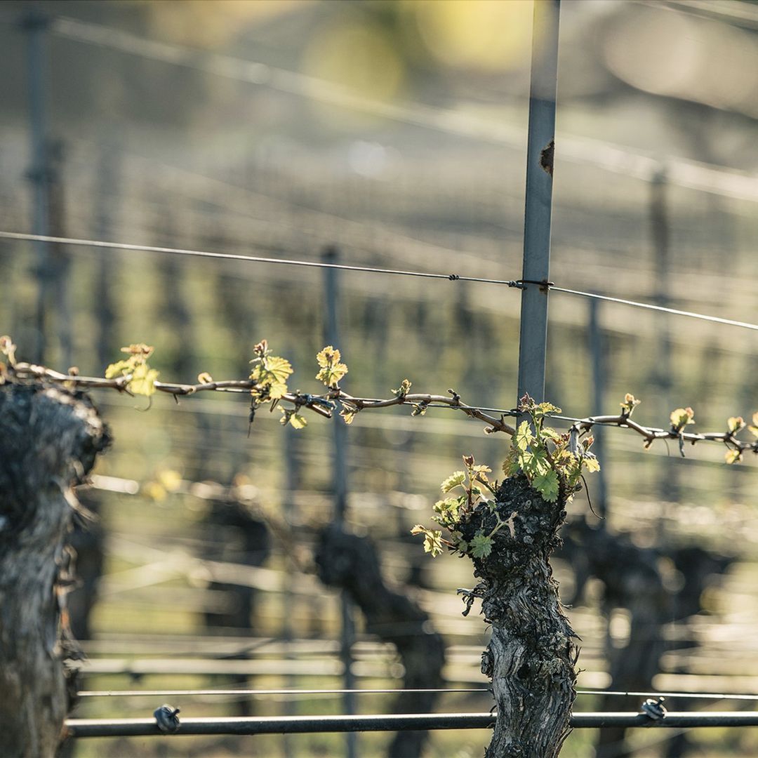 Bernardus Winery |  May. 22