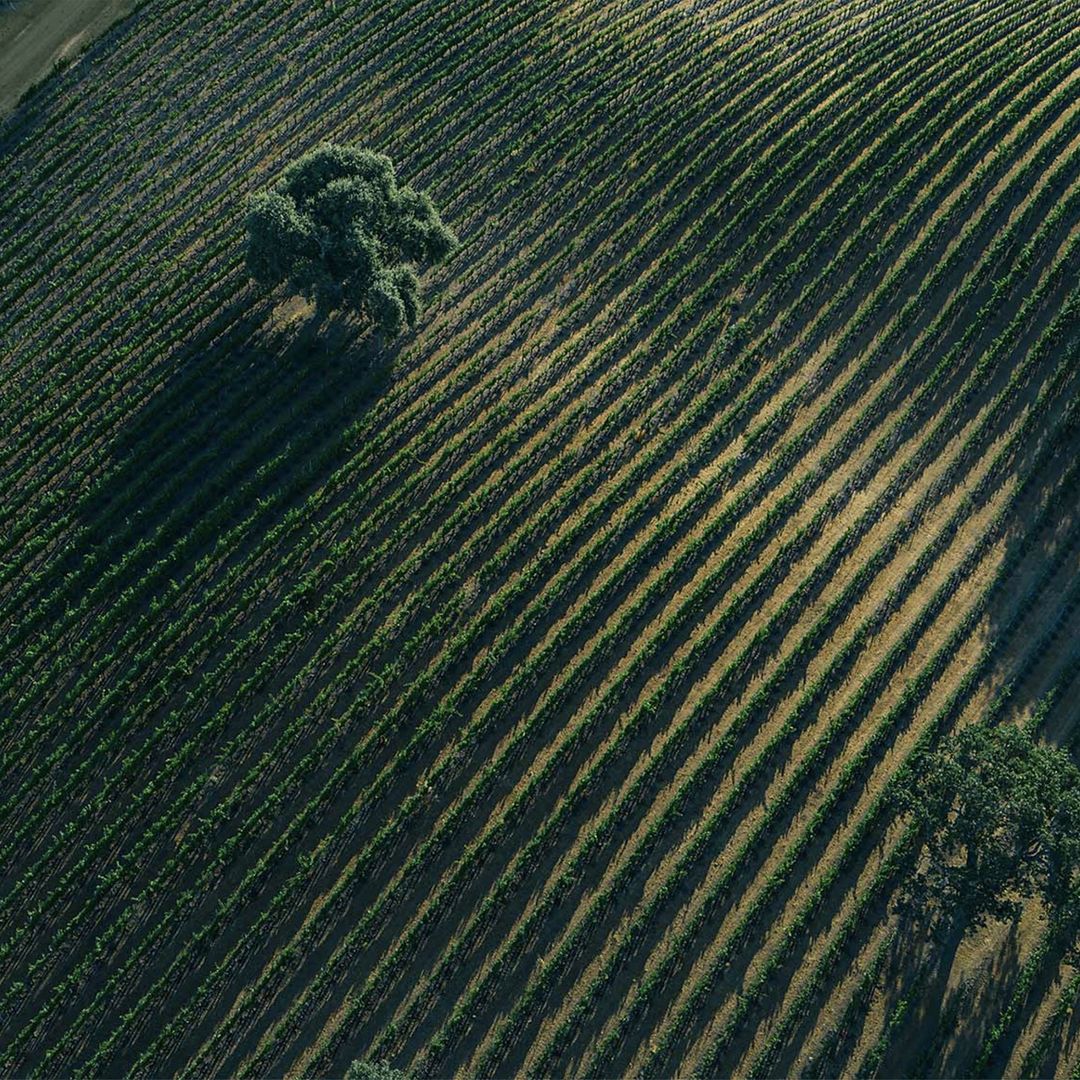 Bernardus Winery |  May. 22