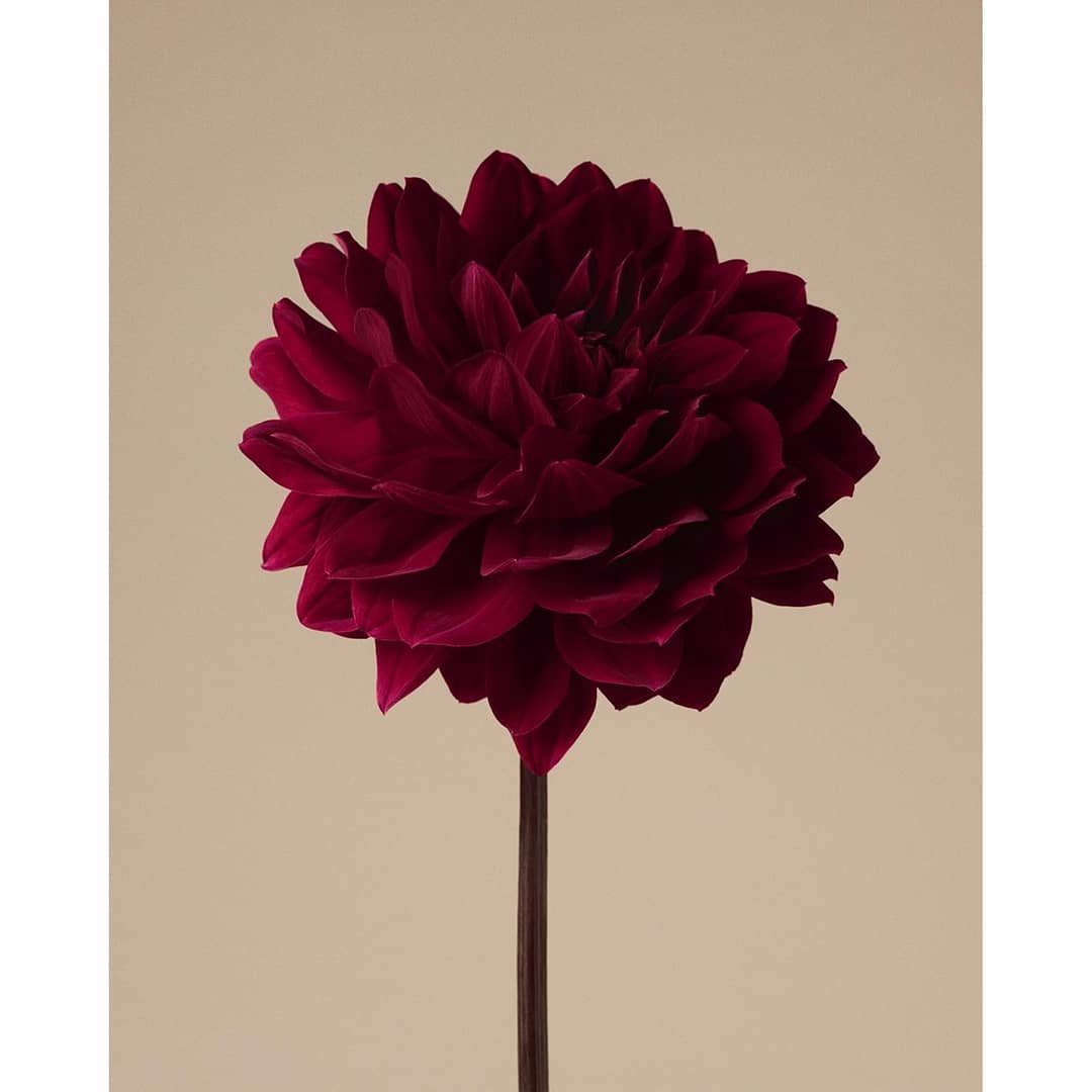 Burberry Beauty |  Jan. 20