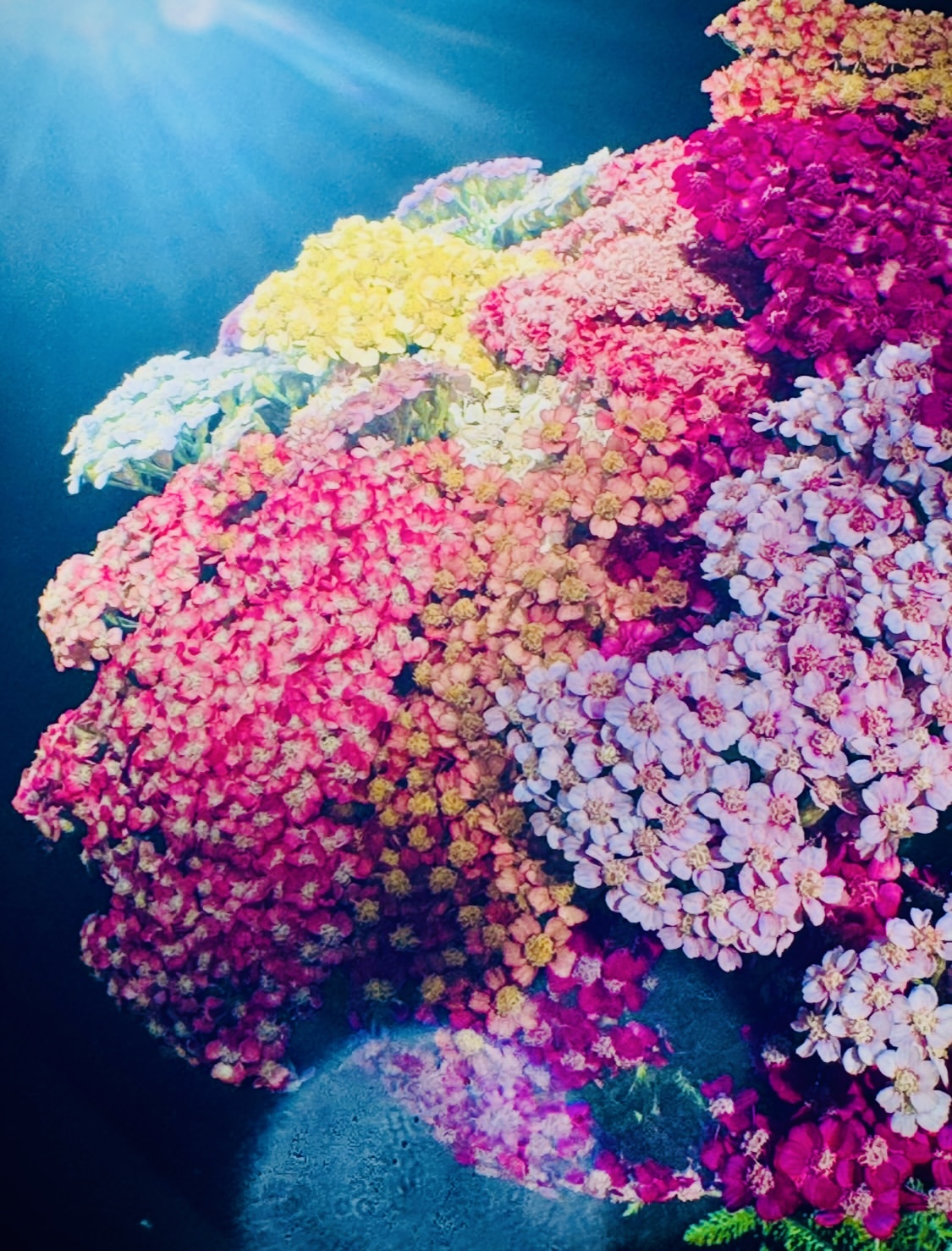 David Hughes Jan. 26