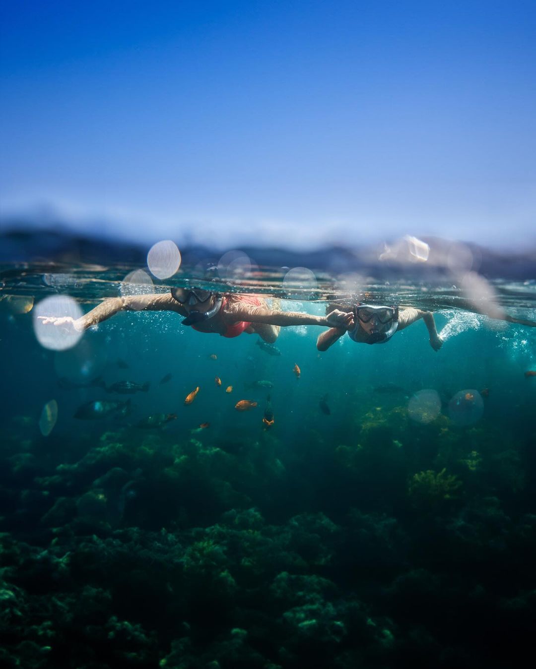 Catalina Conservancy |  Apr. 24