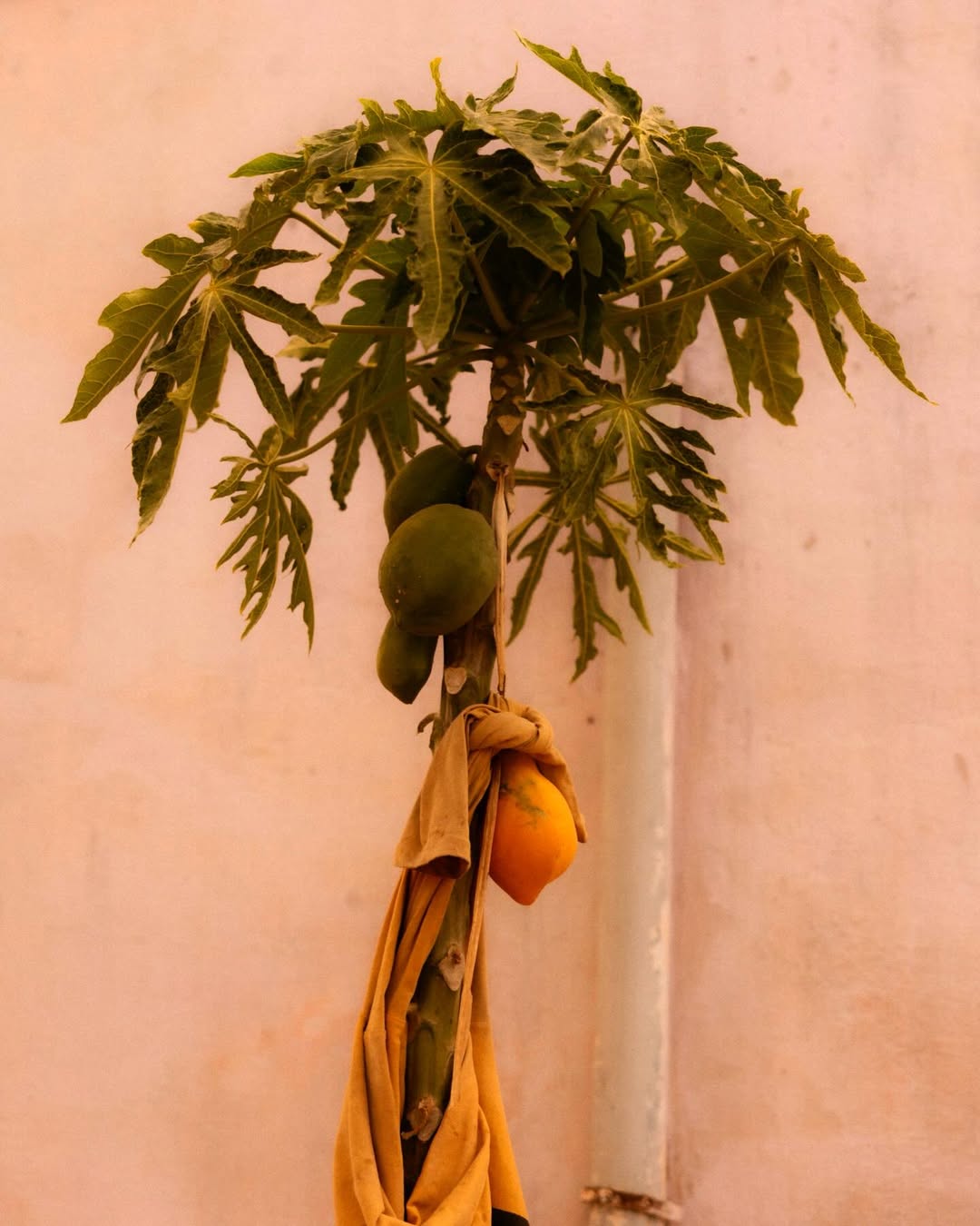 Maureen M. Evans X Voyage Voyage