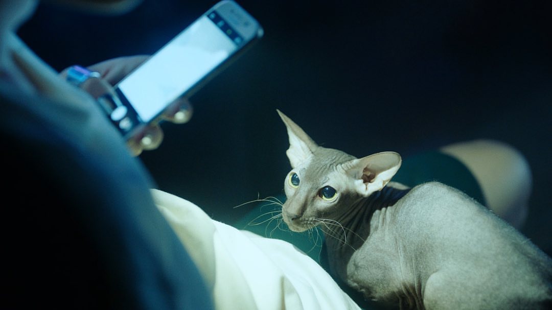 Adidas Originals |  Jul. 21