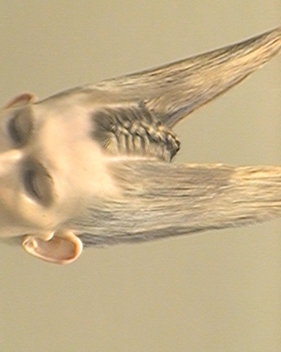 W Magazine |  Oct. 22