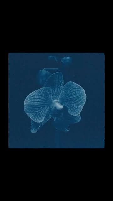 Bloom by @fabrizioquinoa